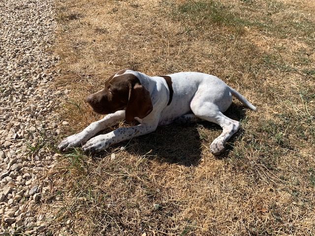 De La Goutte Du Charme - Chiots disponibles - Braque français, type Pyrenees (petite taille)