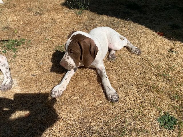 De La Goutte Du Charme - Chiots disponibles - Braque français, type Pyrenees (petite taille)